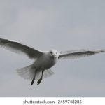 百姓娱乐新风潮:传统与现代文化的完美融合 58kg9xz